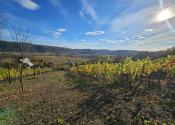 VINICA-HRUŠOV - fotografia 1