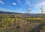 VINICA-HRUŠOV - fotografia 4