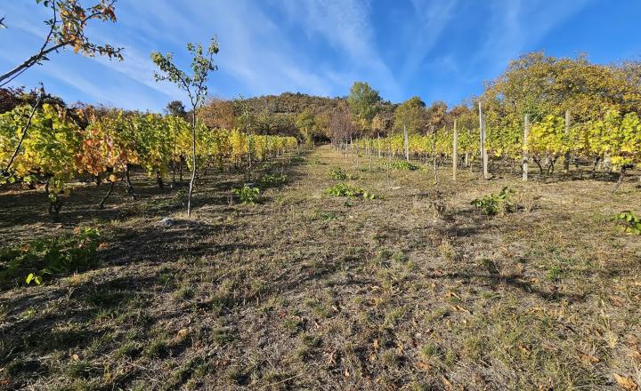 VINICA-HRUŠOV - fotografia 1
