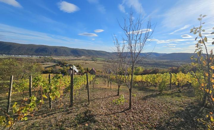 VINICA-HRUŠOV - fotografia 3