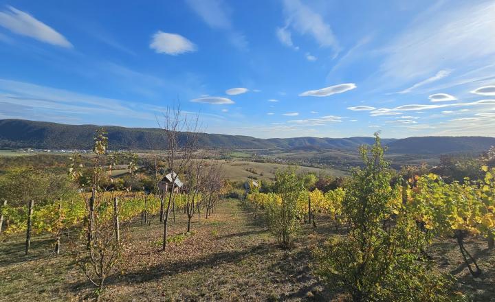 VINICA-HRUŠOV - fotografia 2